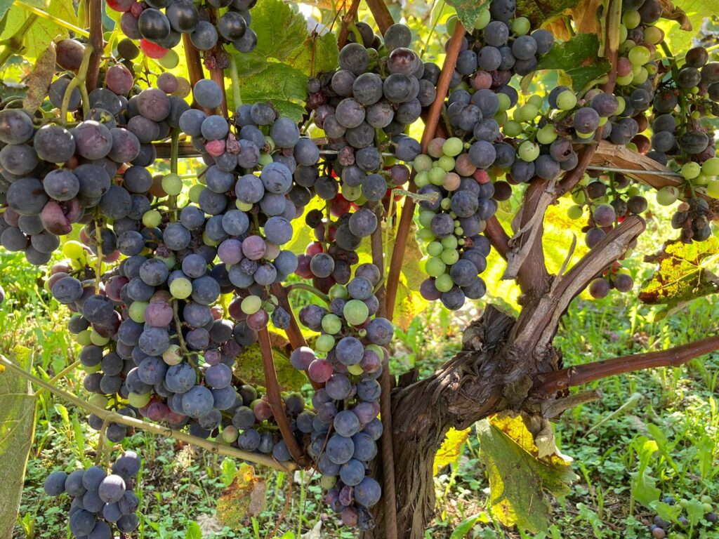 Fragolino grapes at Nonino’s